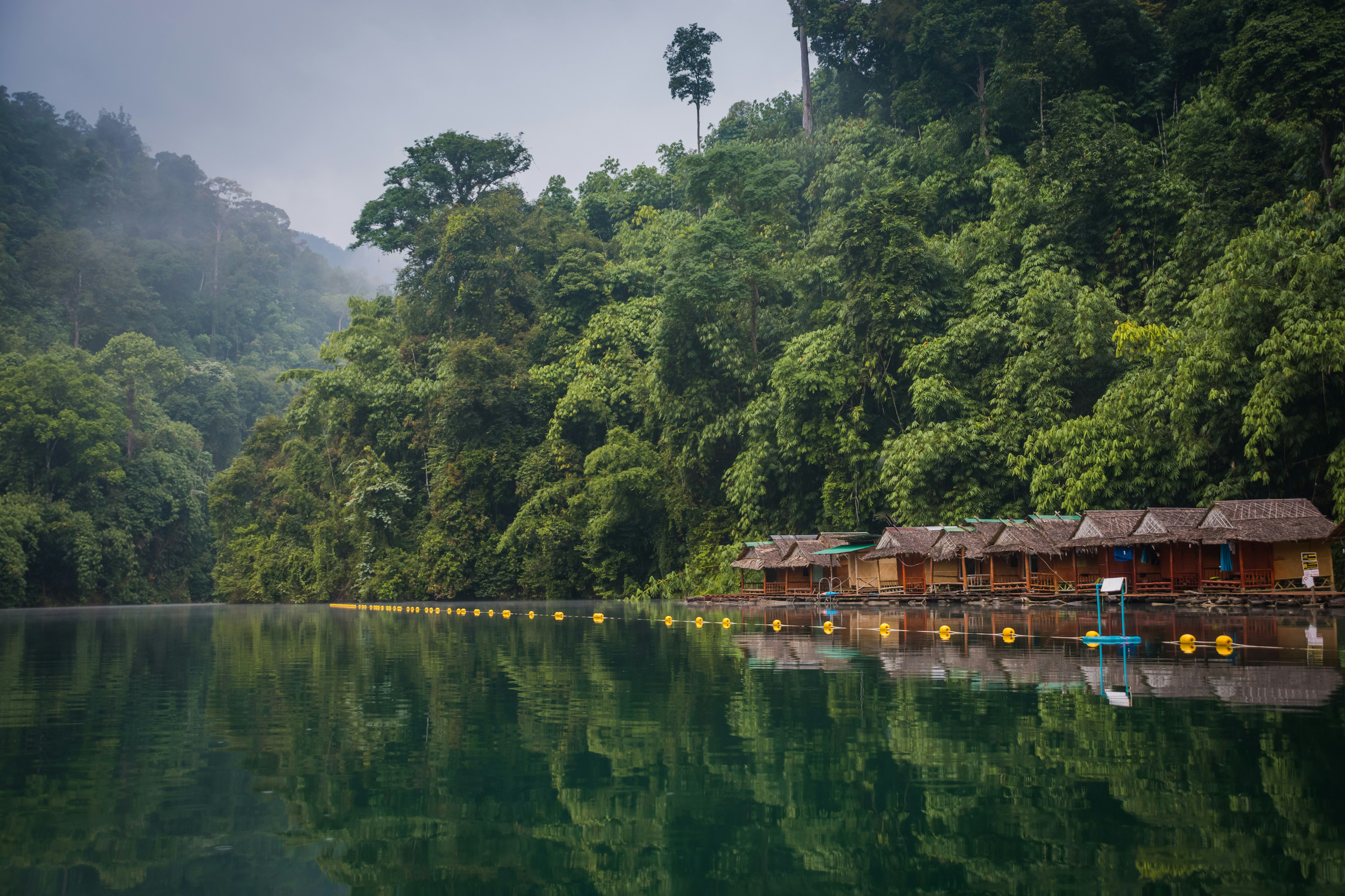 Reforestation in the Amazon